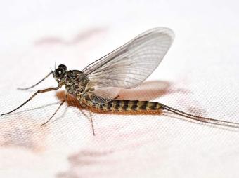 images/categorieimages/mayfly.jpg