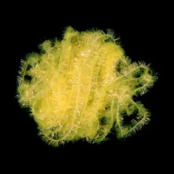 images/productimages/small/ice-chenille-medium-fluoro-yellow-semperfli.webp