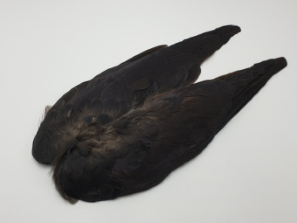 Veniard Jackdaw Wings